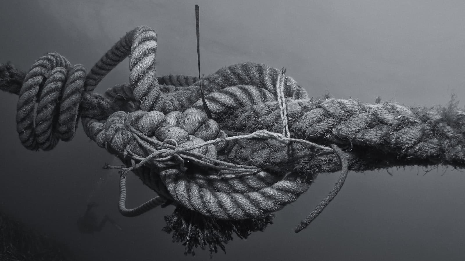 Editorial photograph of a thick maritime rope tied in a complex knot starting to unravel, close-up on weathered wood planks.